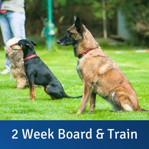 are board and train dog programs good